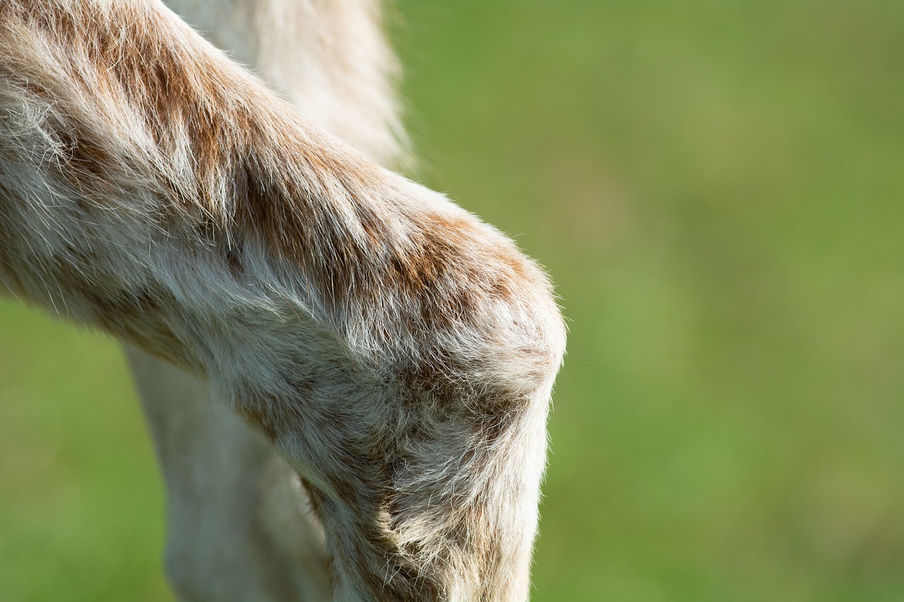 Osteoarthritis in Pets